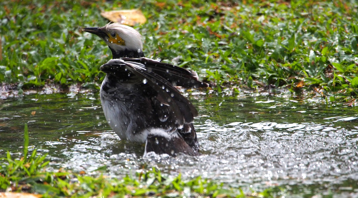 Black-collared Starling - ML646776763