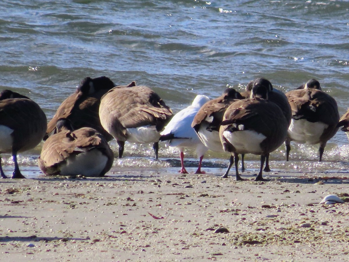 ハクガン - ML646776764