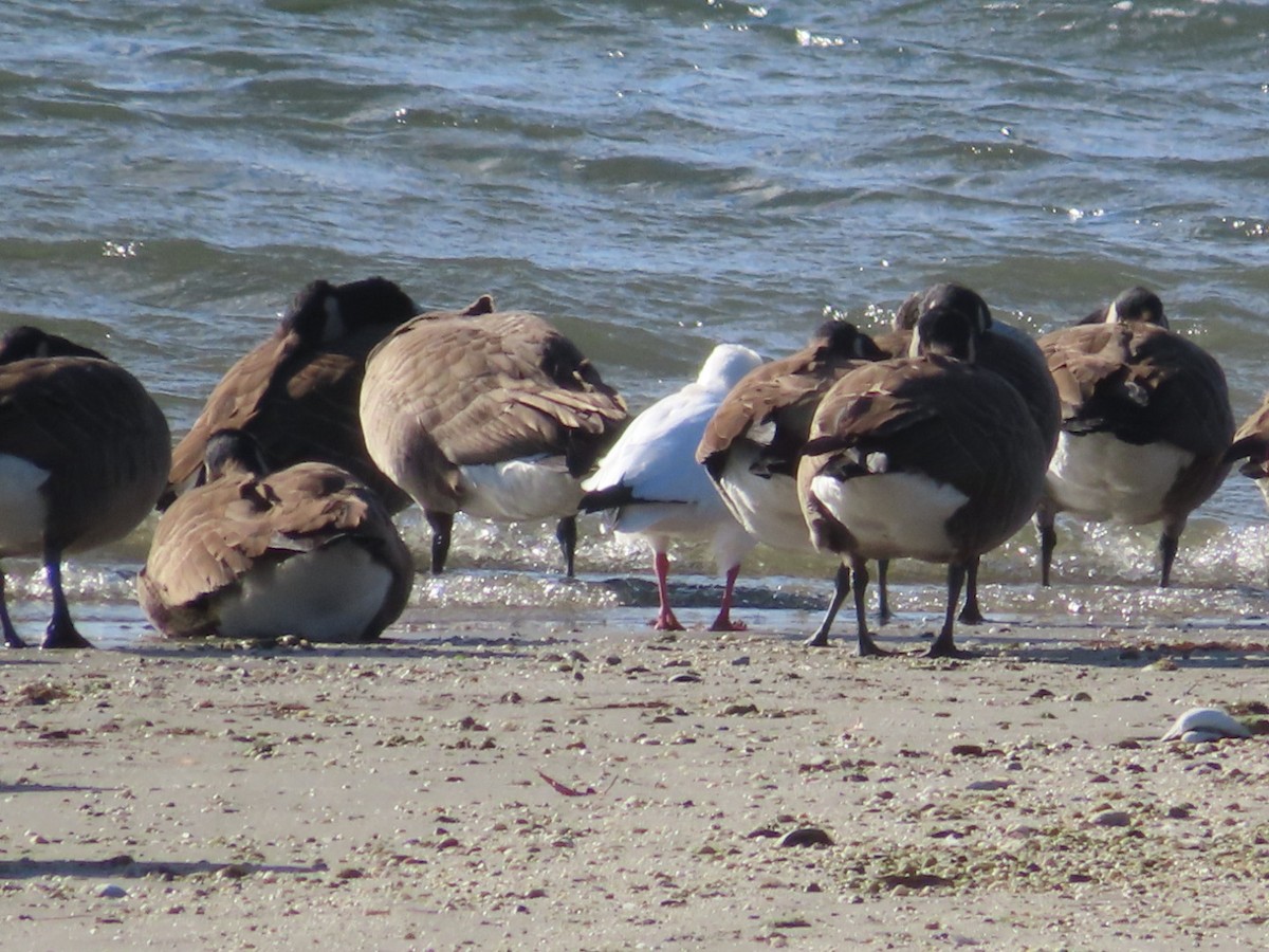 ハクガン - ML646776765