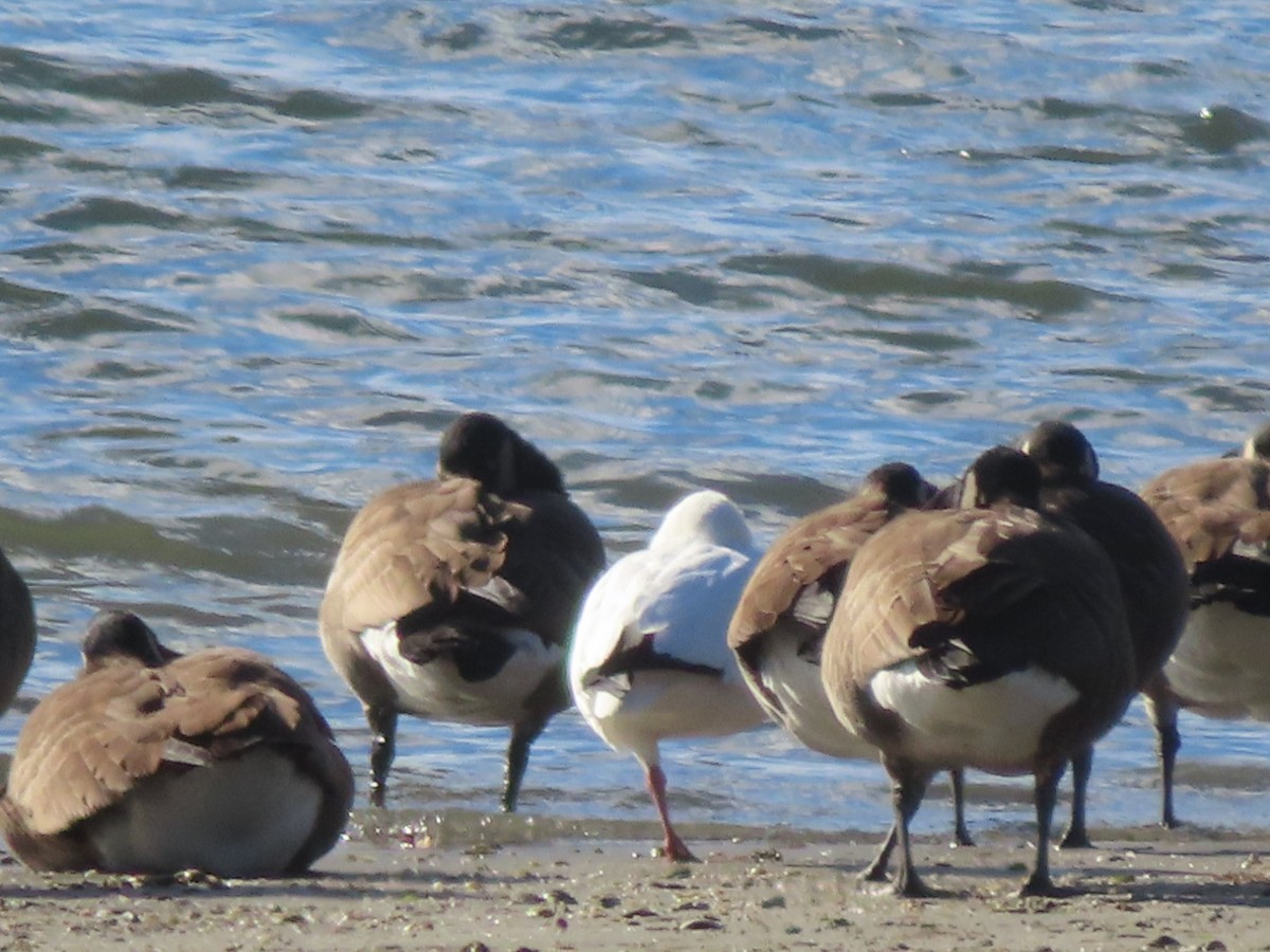 ハクガン - ML646776766