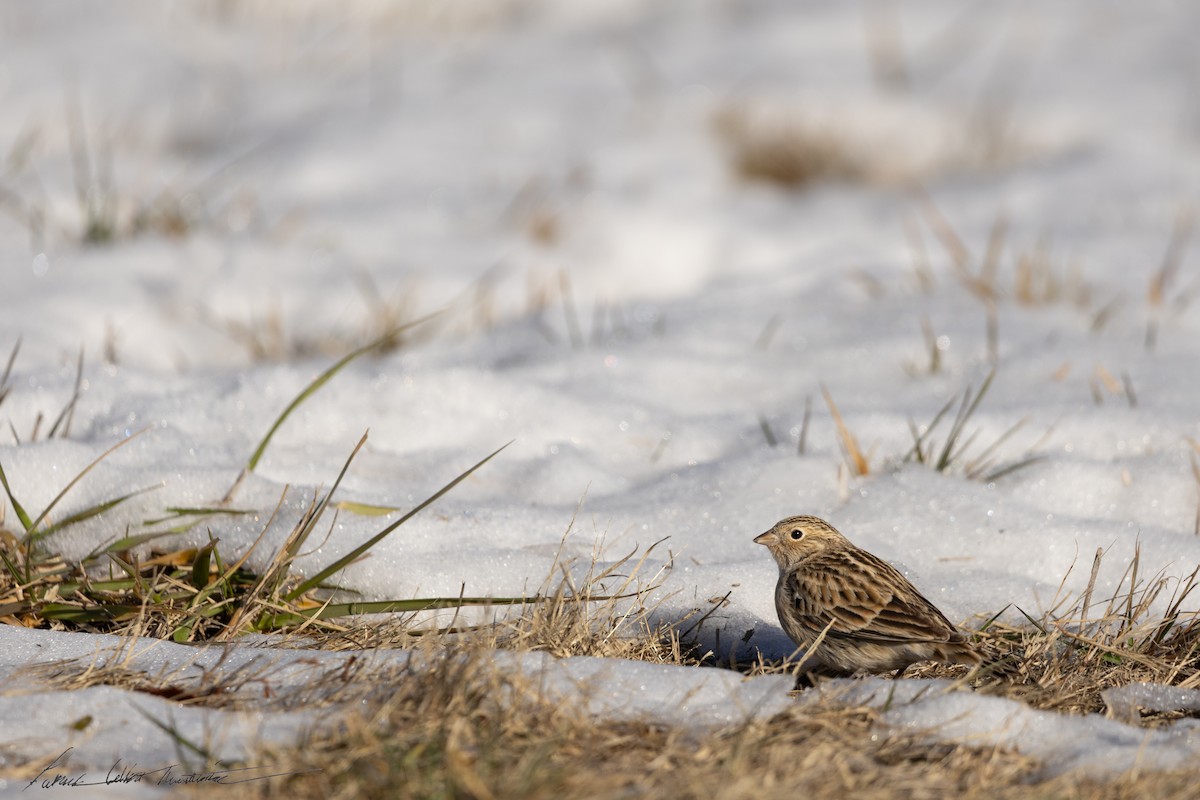 Chestnut-collared Longspur - ML646776767