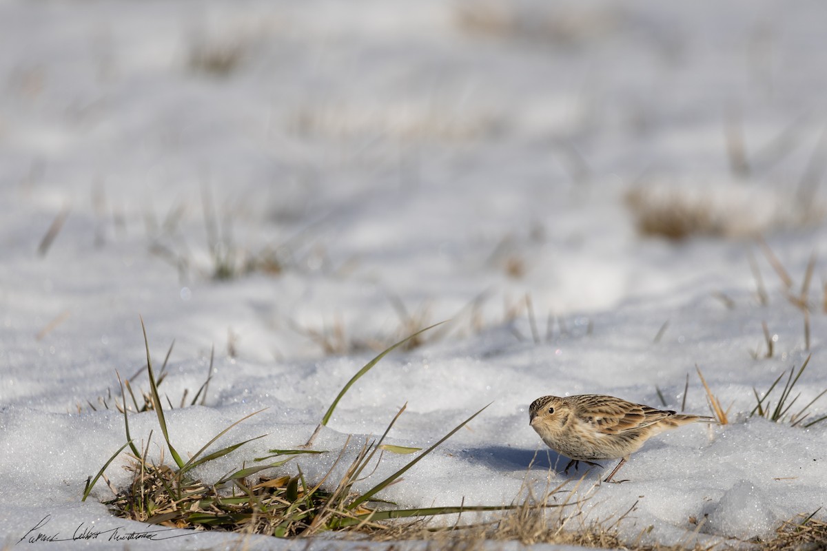 Chestnut-collared Longspur - ML646776768