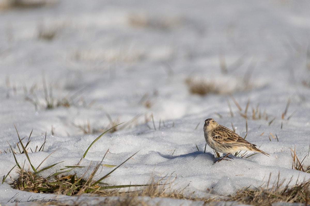 Chestnut-collared Longspur - ML646776769