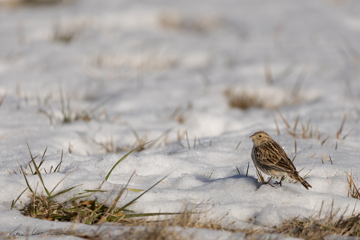 Chestnut-collared Longspur - ML646776770