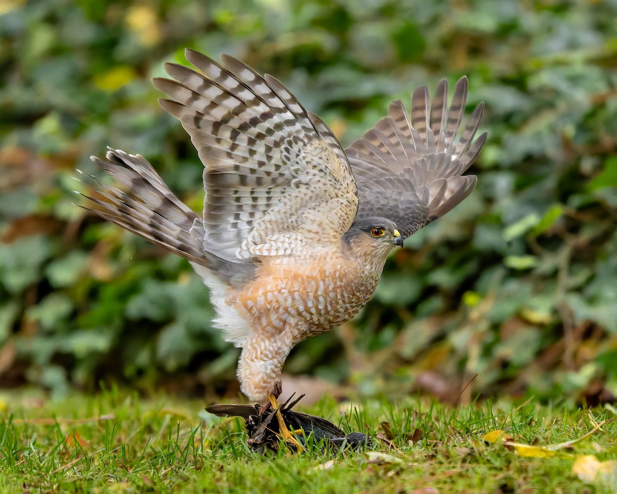 Sharp-shinned Hawk - ML646776771