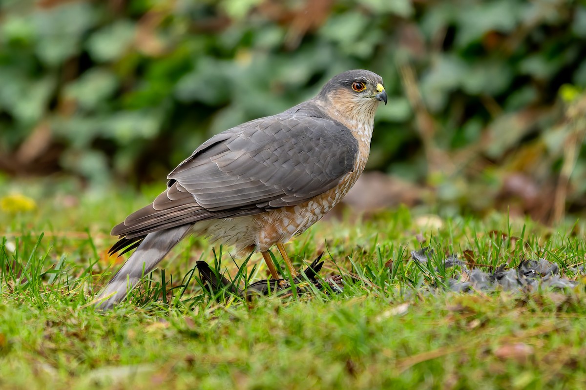 Sharp-shinned Hawk - ML646776772