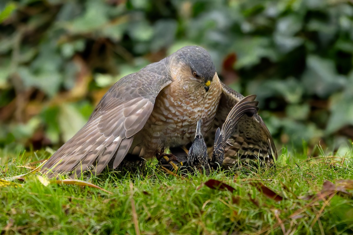 Sharp-shinned Hawk - ML646776773