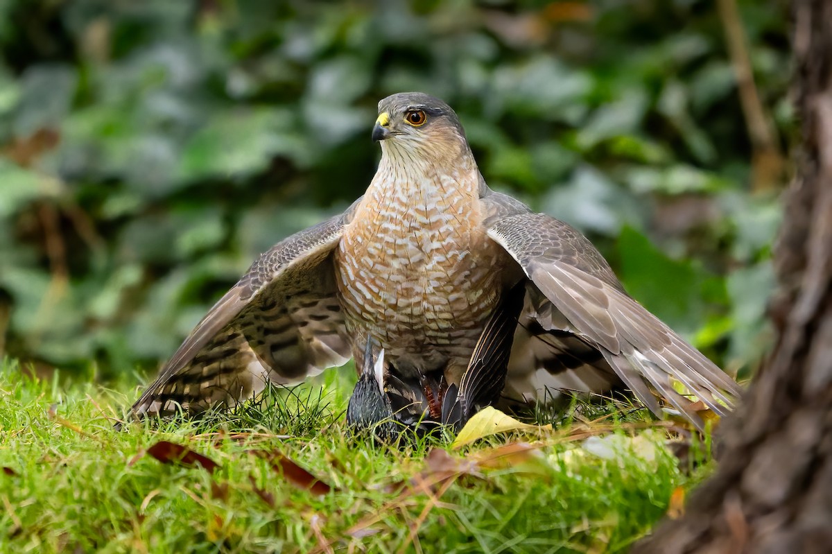 Sharp-shinned Hawk - ML646776774