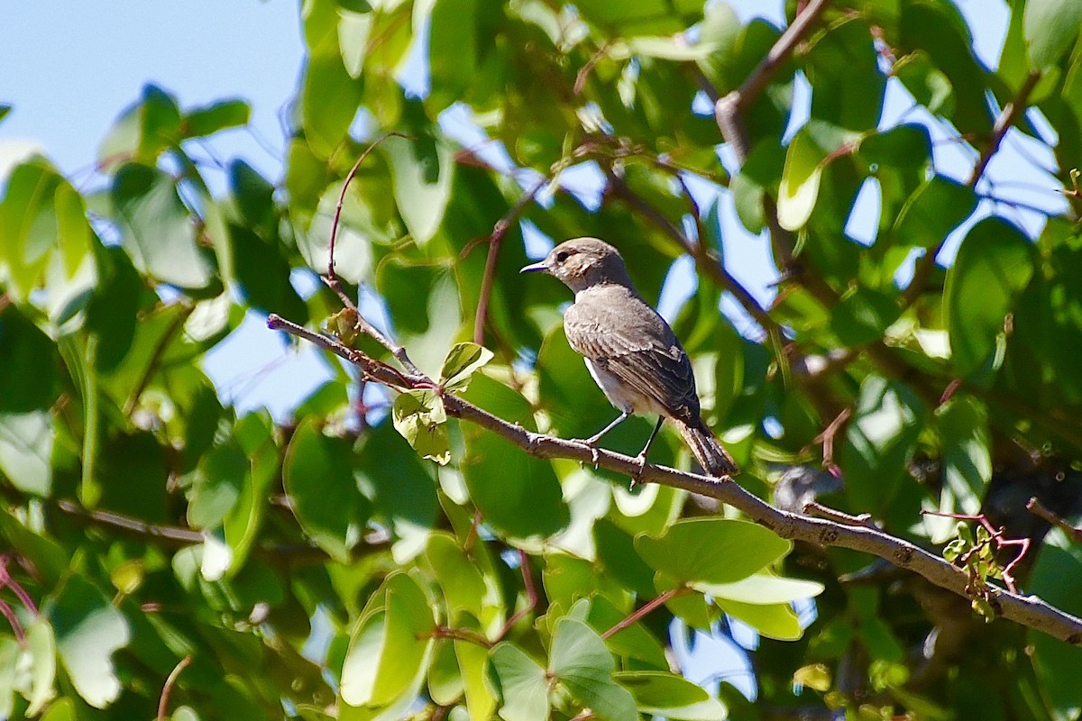 Familiar Chat - ML646776775