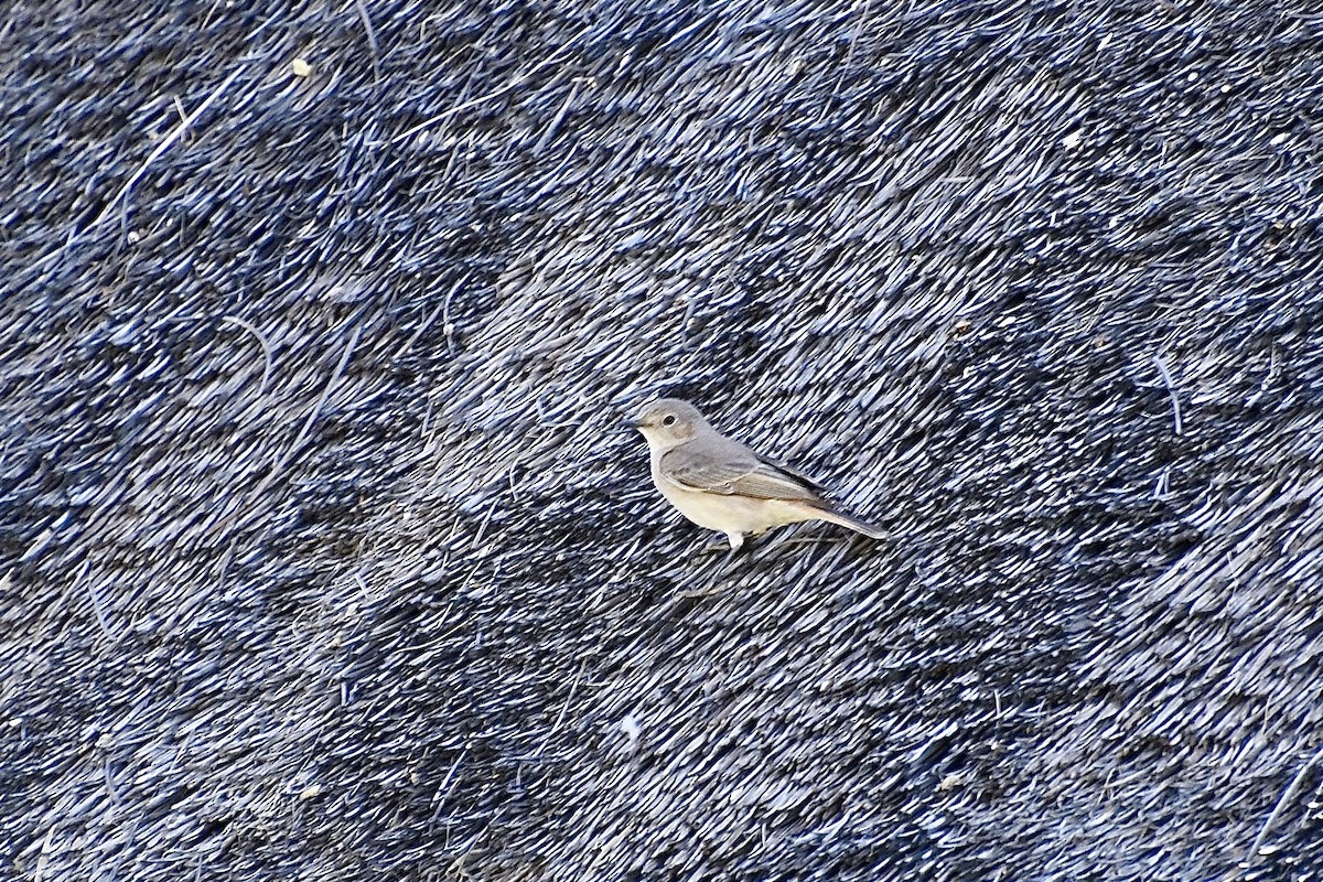 Familiar Chat - ML646776776