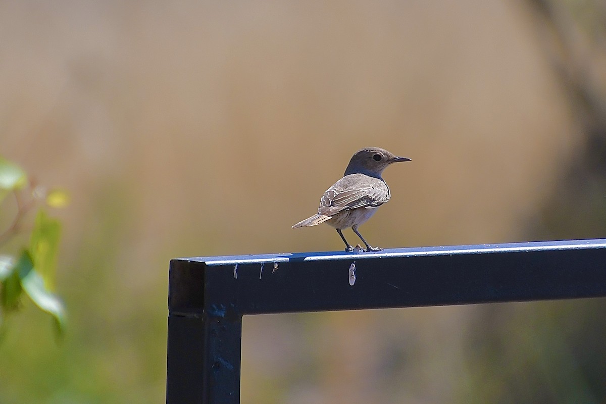 Familiar Chat - ML646776777