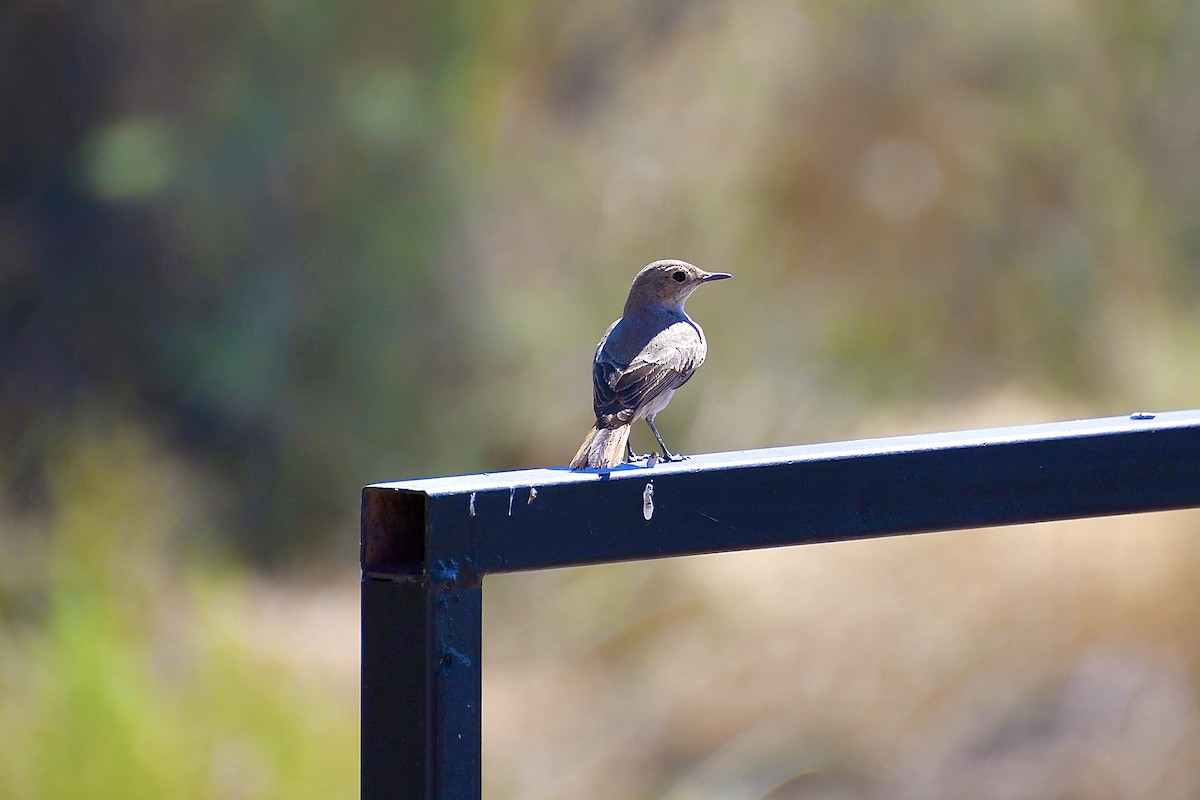 Familiar Chat - ML646776778