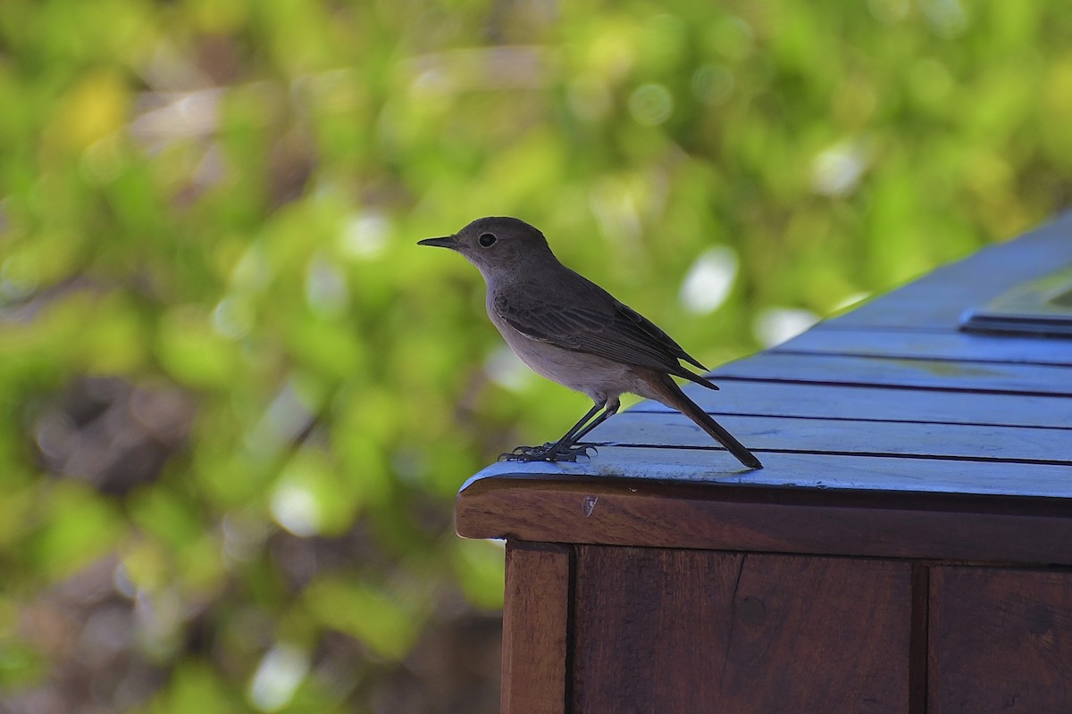 Familiar Chat - ML646776779