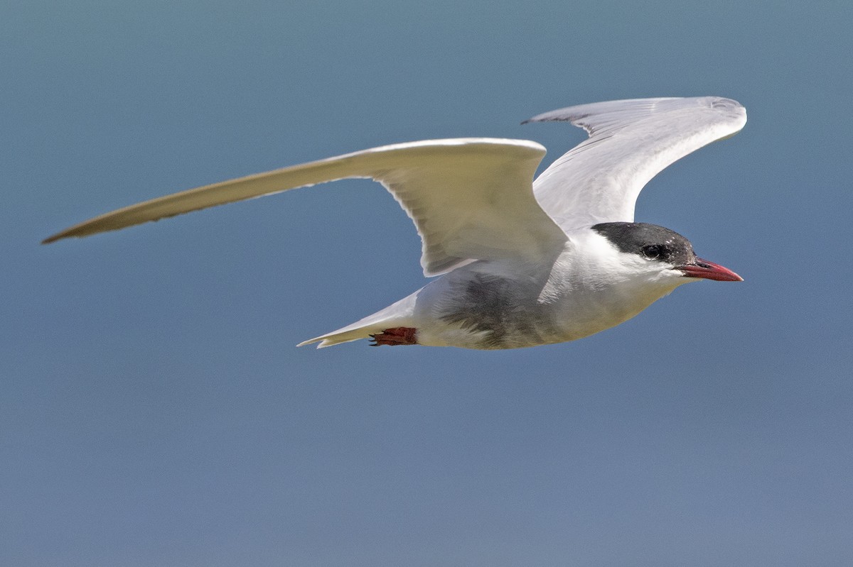 Mignattino piombato - ML646776780