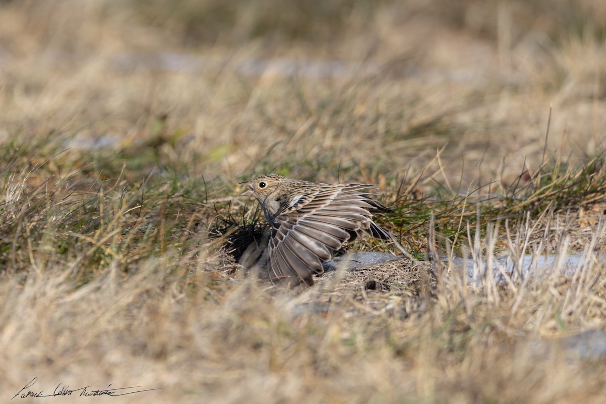 Chestnut-collared Longspur - ML646776781