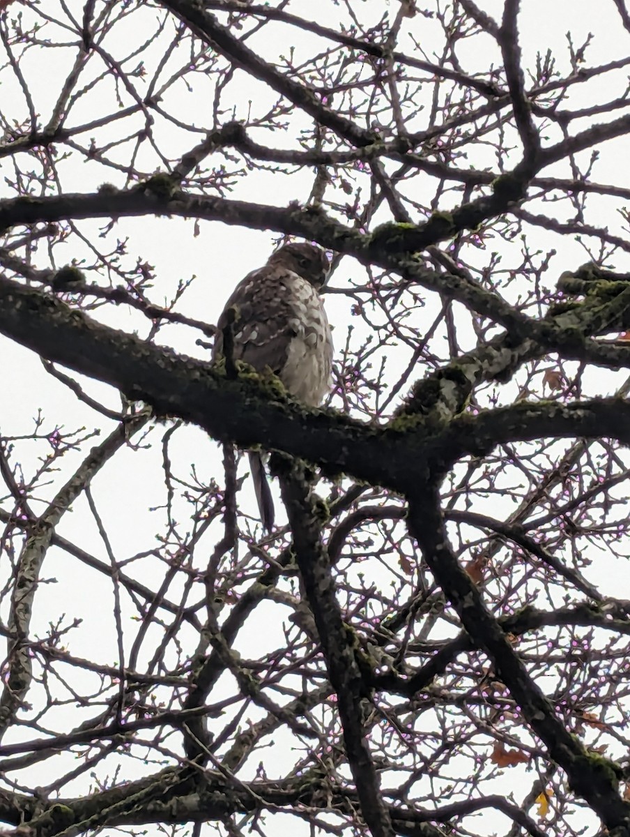 クーパーハイタカ - ML646776782