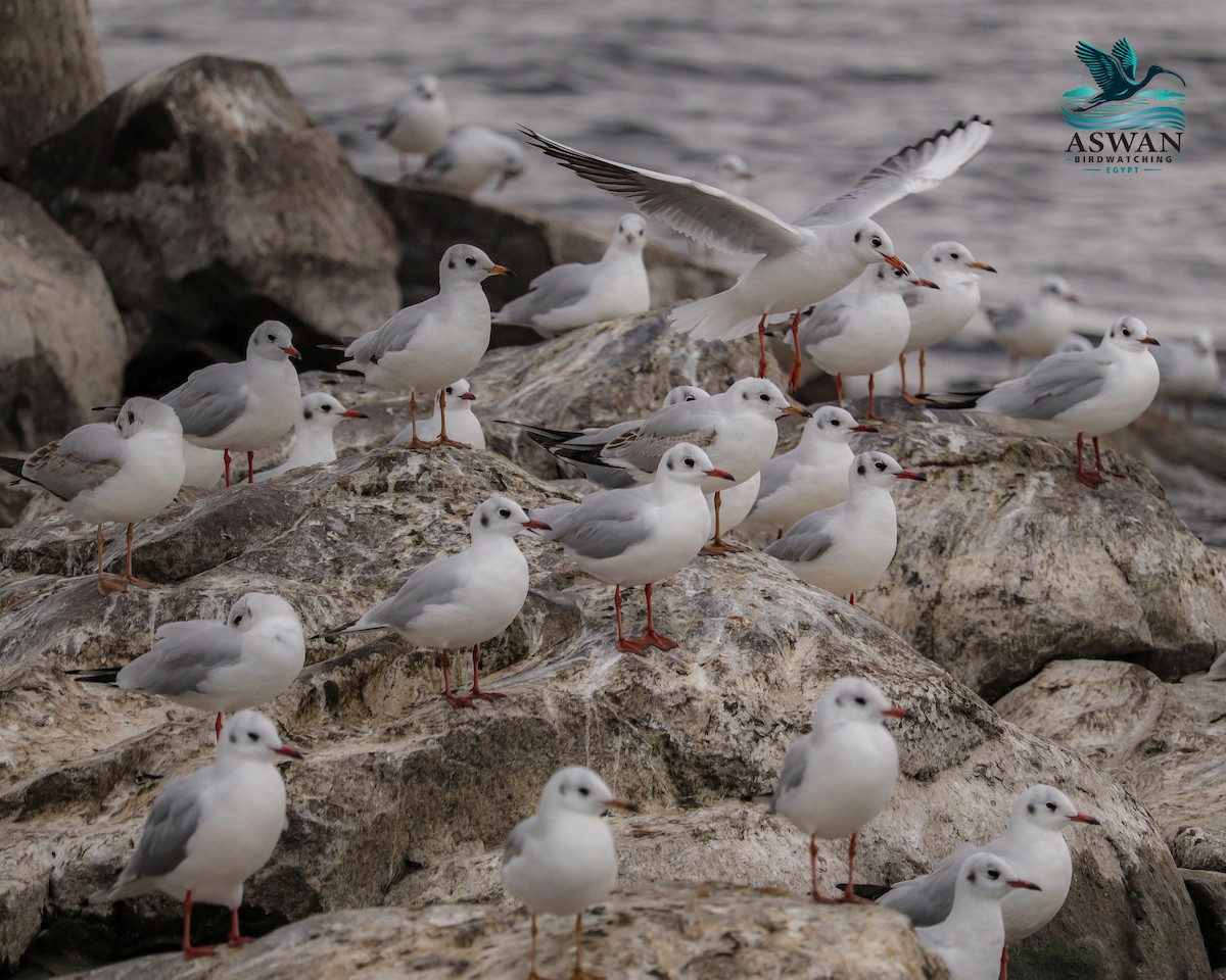 Lachmöwe - ML646776783