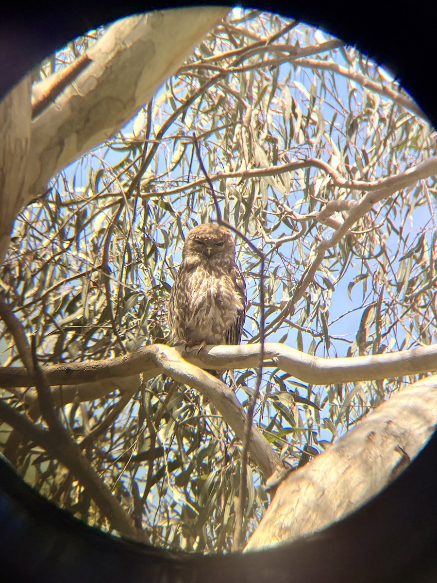 bjeffeugle - ML646776784