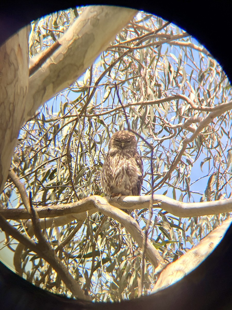 bjeffeugle - ML646776785