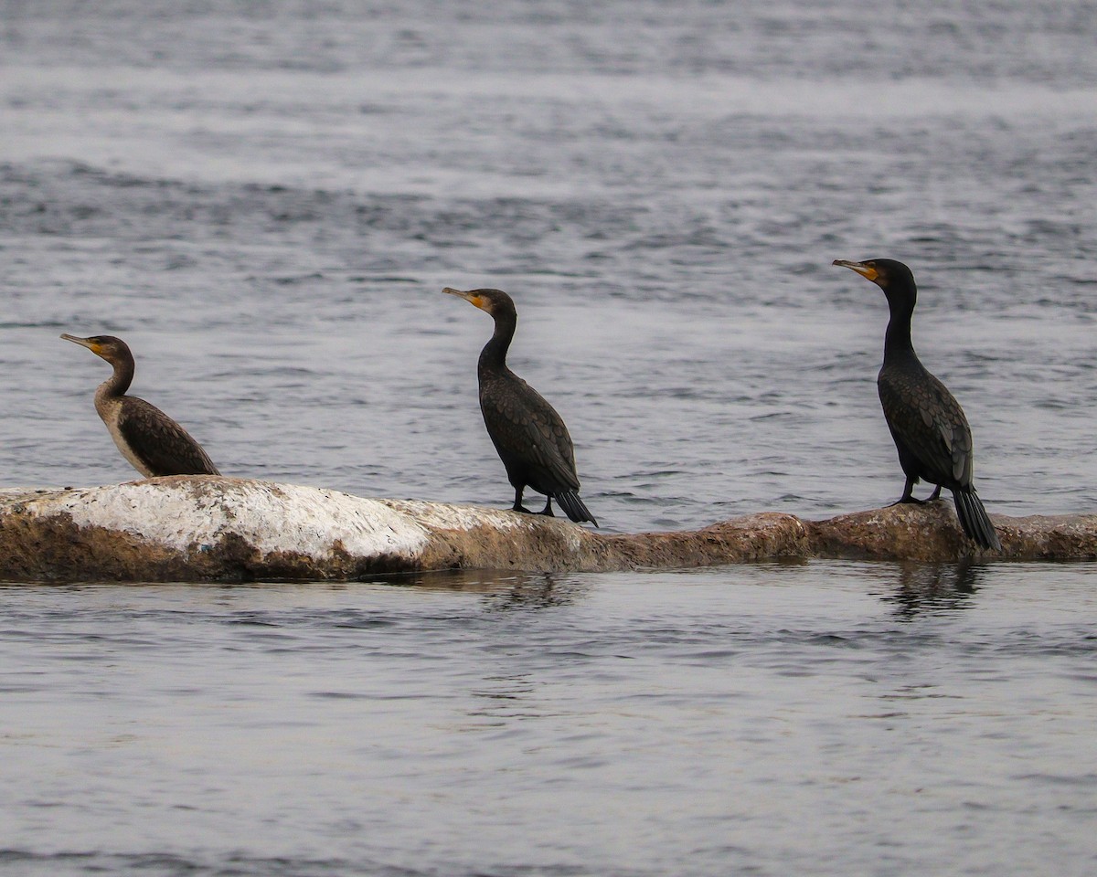 Kormoran - ML646776786