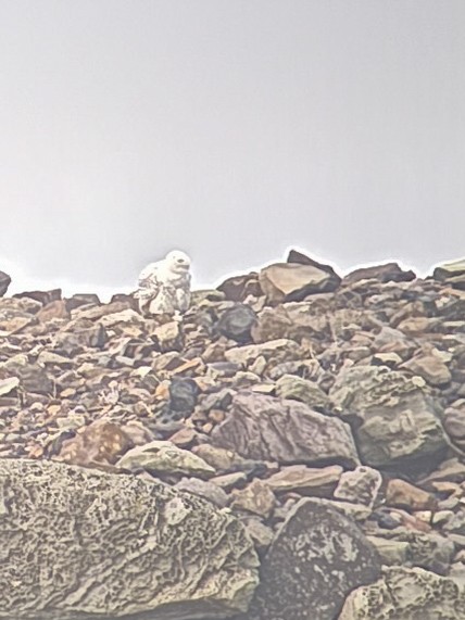 Snowy Owl - ML646776787