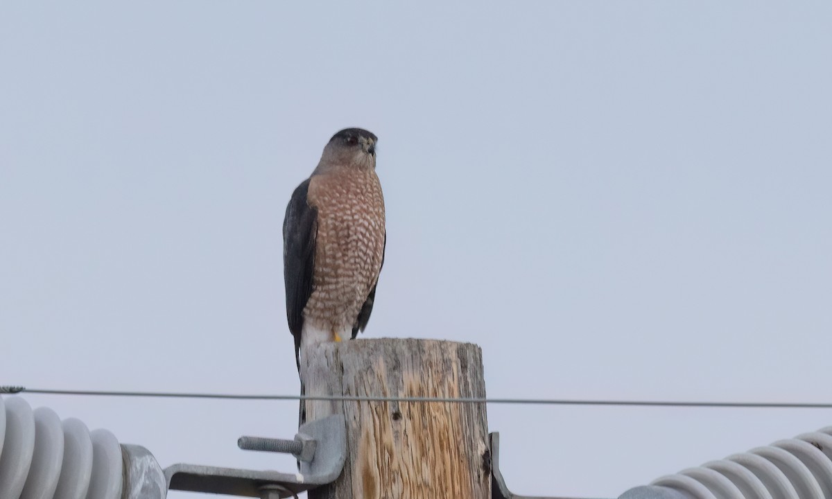 trostehauk - ML646776788