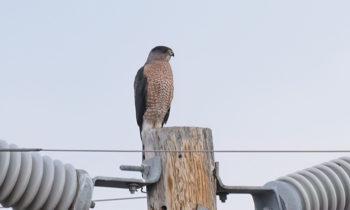 trostehauk - ML646776789