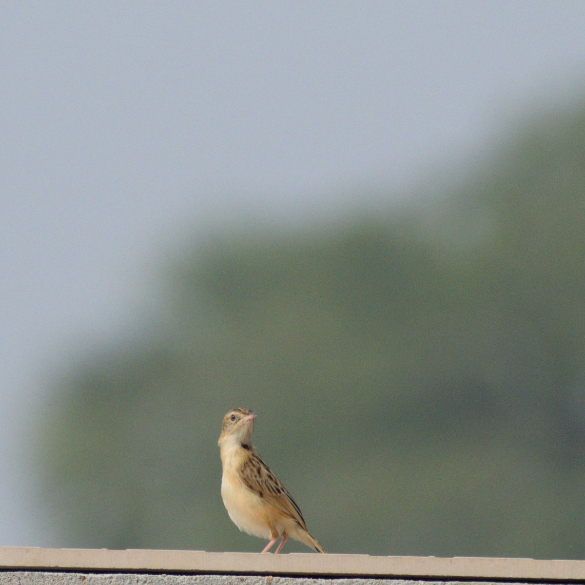 Zitting Cisticola - ML646776790