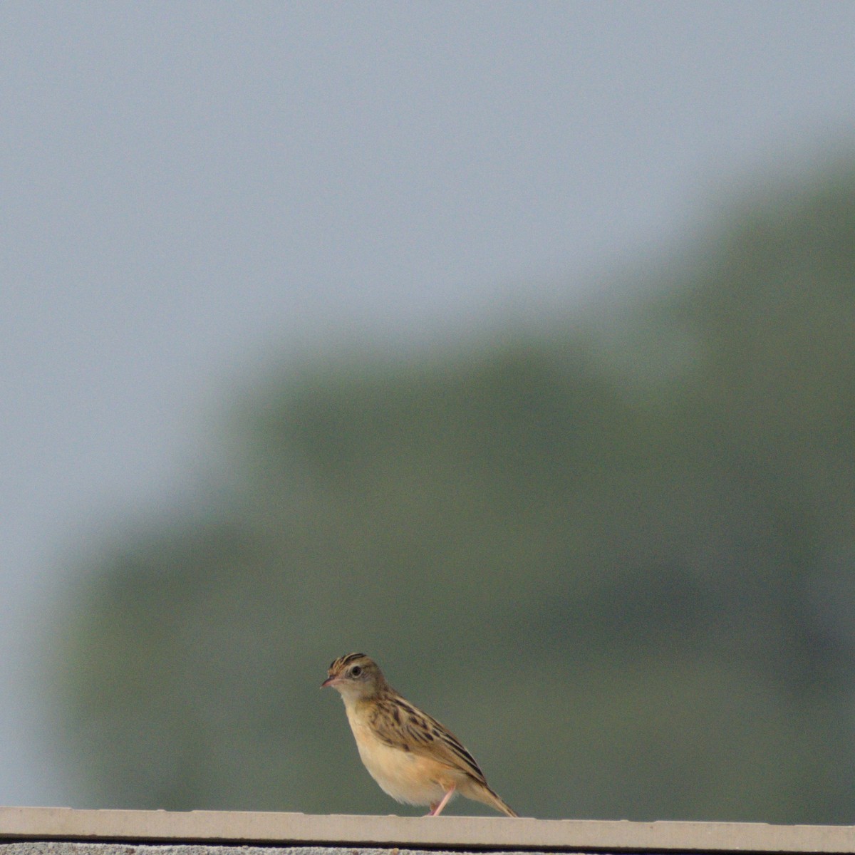 cistussanger - ML646776791