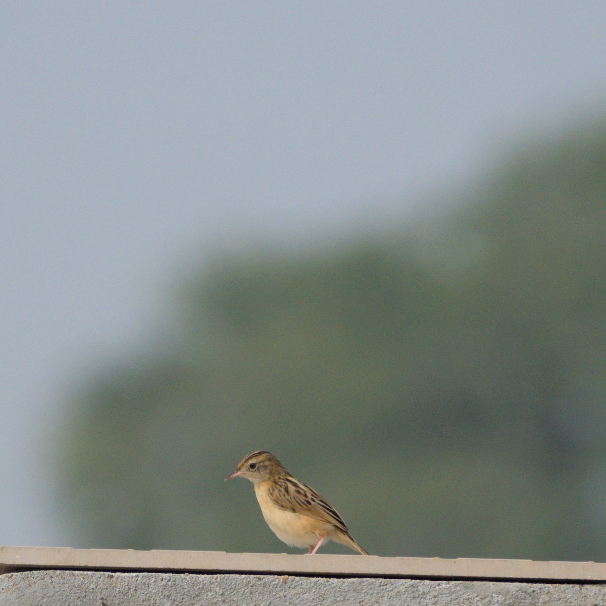 cistussanger - ML646776792