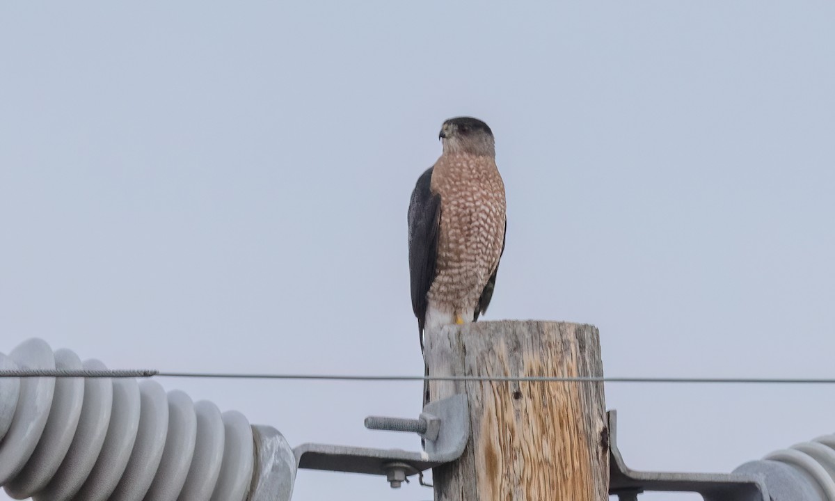 クーパーハイタカ - ML646776793