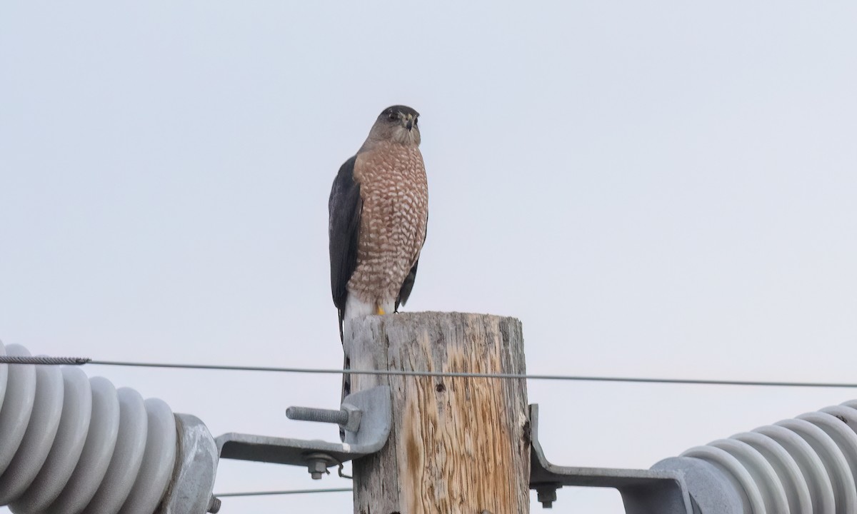 trostehauk - ML646776794