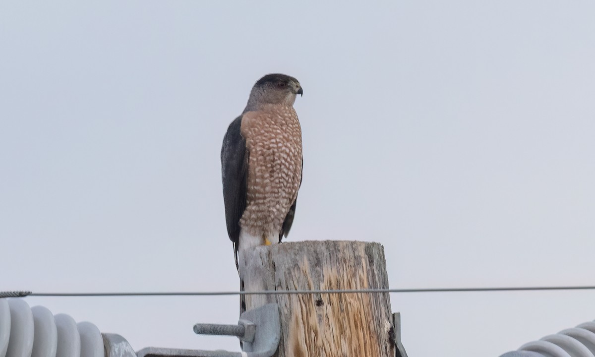 trostehauk - ML646776795