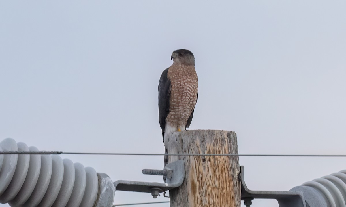 trostehauk - ML646776796