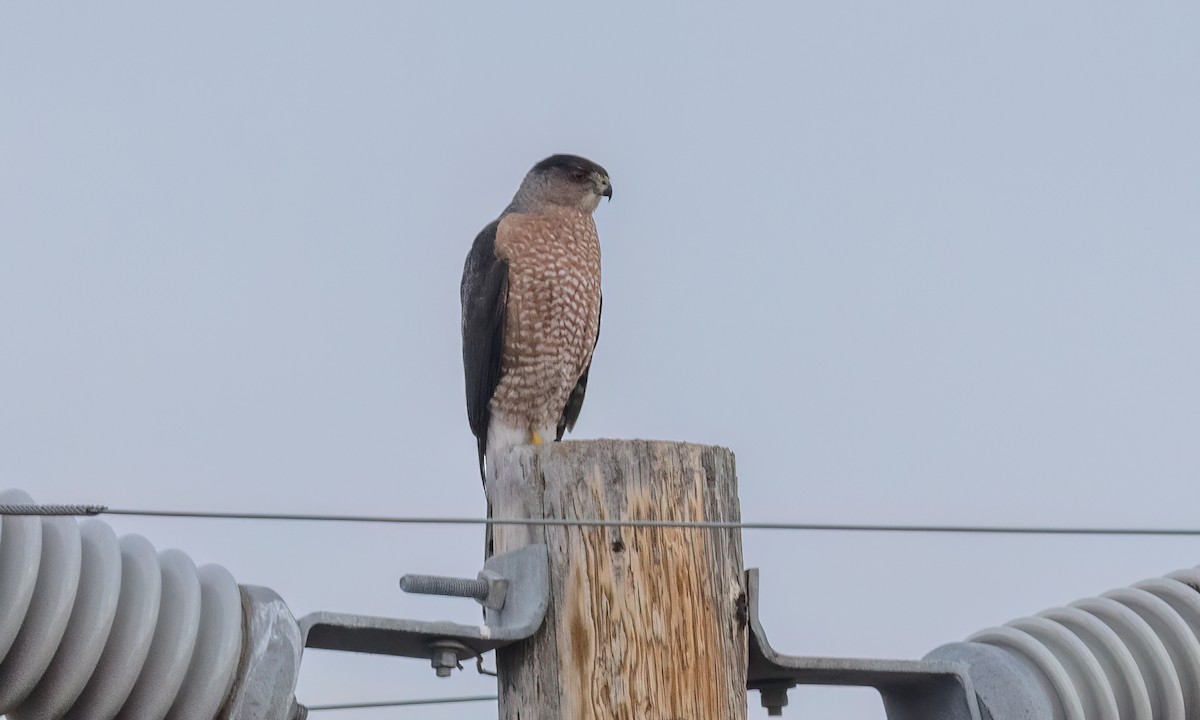 trostehauk - ML646776797