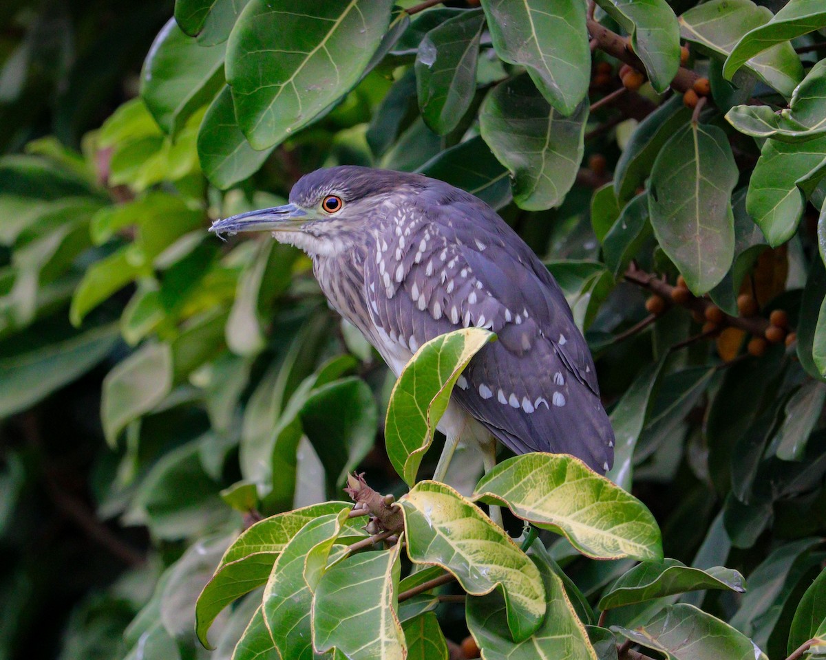 natthegre - ML646776798