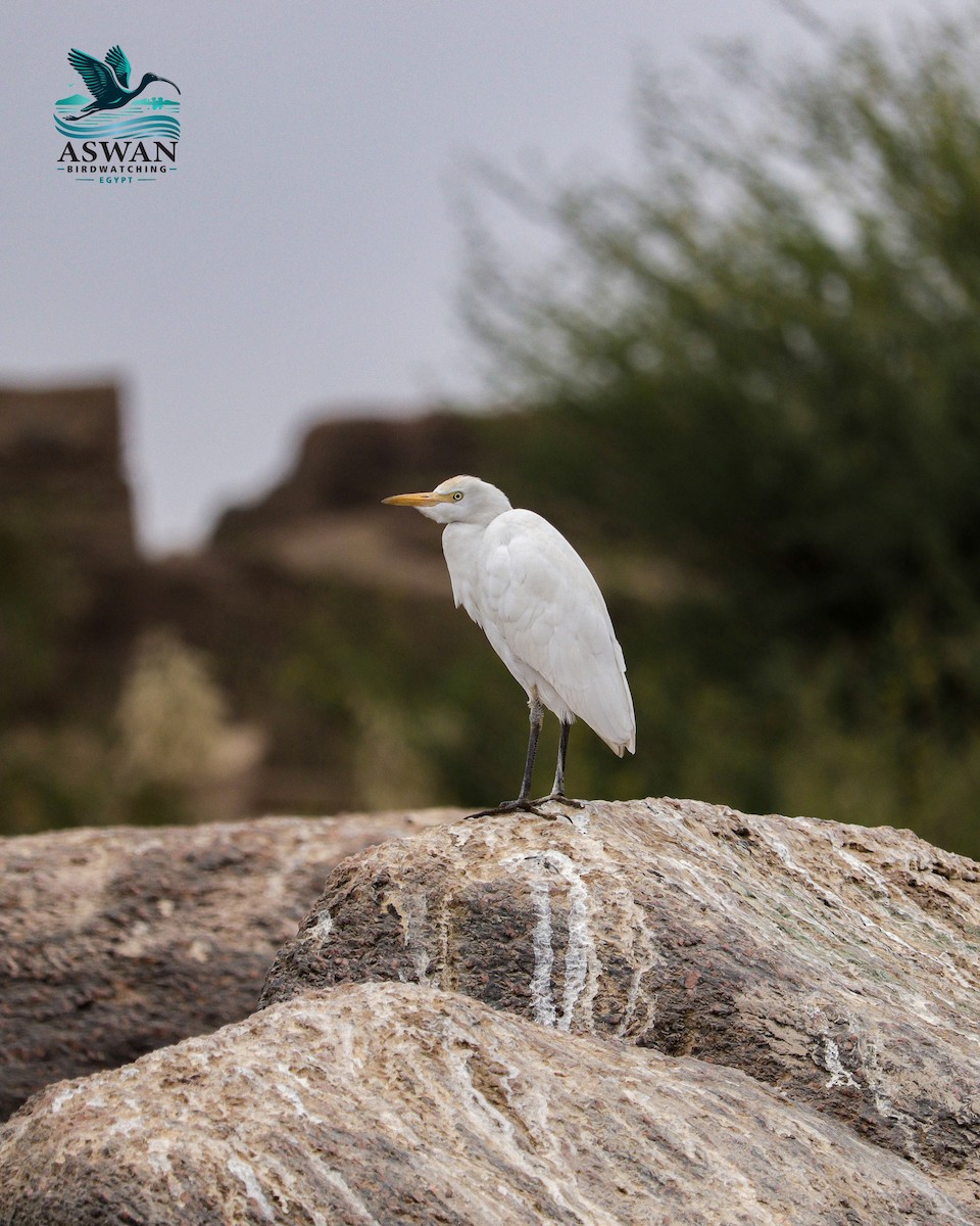 kuhegre - ML646776803