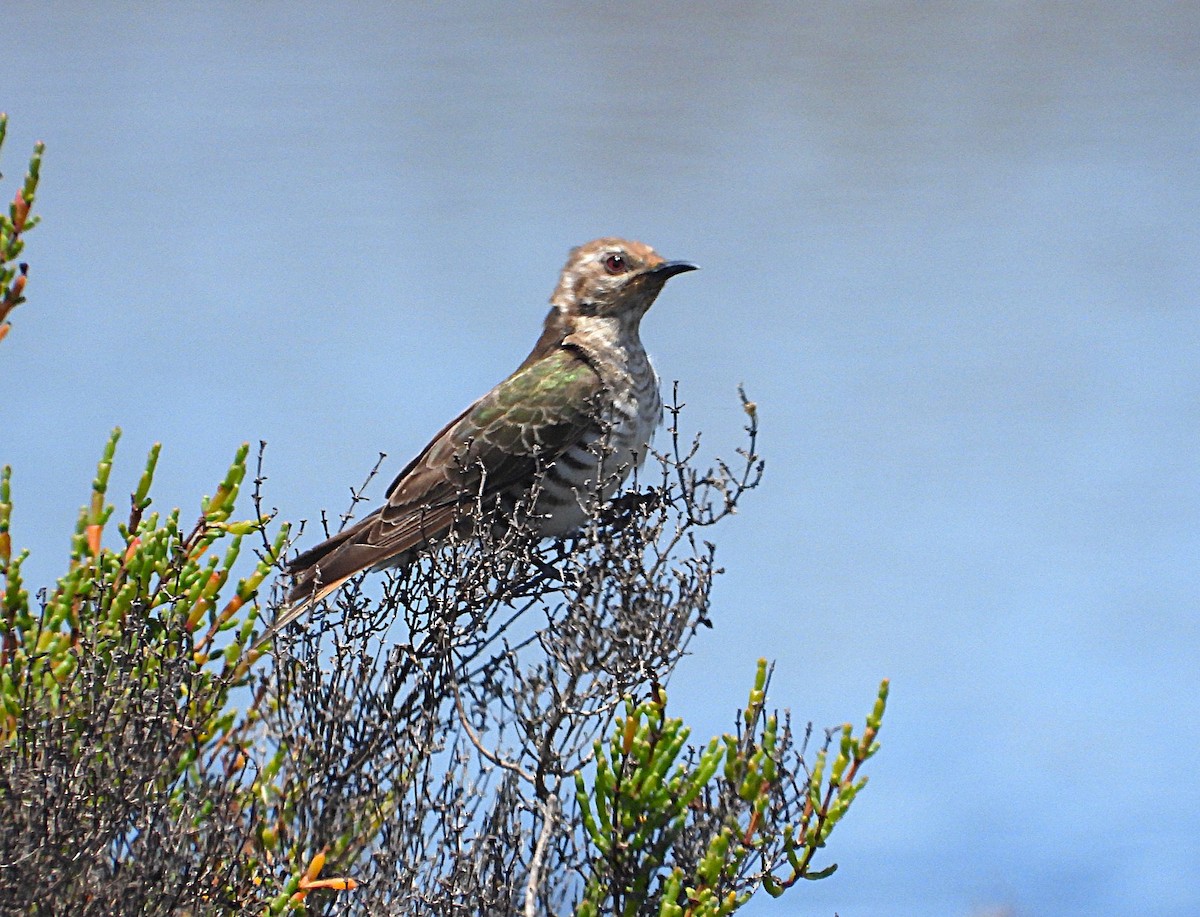 mulgagjøk - ML646776804