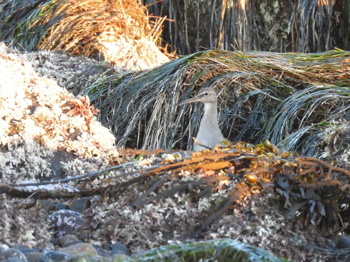 alaskavandresnipe - ML646776805