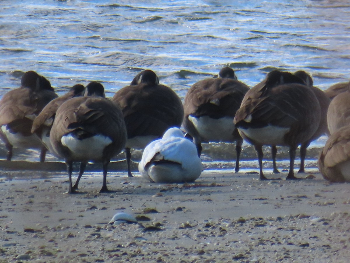 snøgås - ML646776806