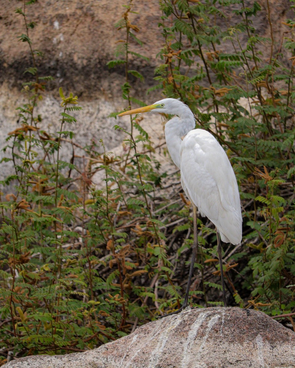 egretthegre - ML646776807