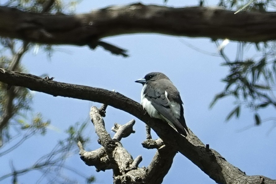 hvitbuksvalestær - ML646776809