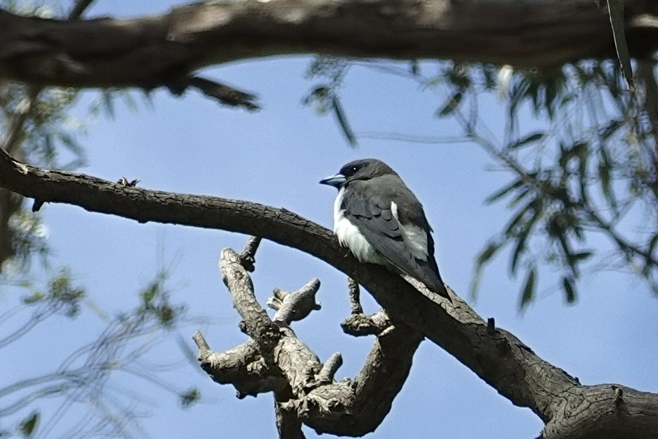 hvitbuksvalestær - ML646776810