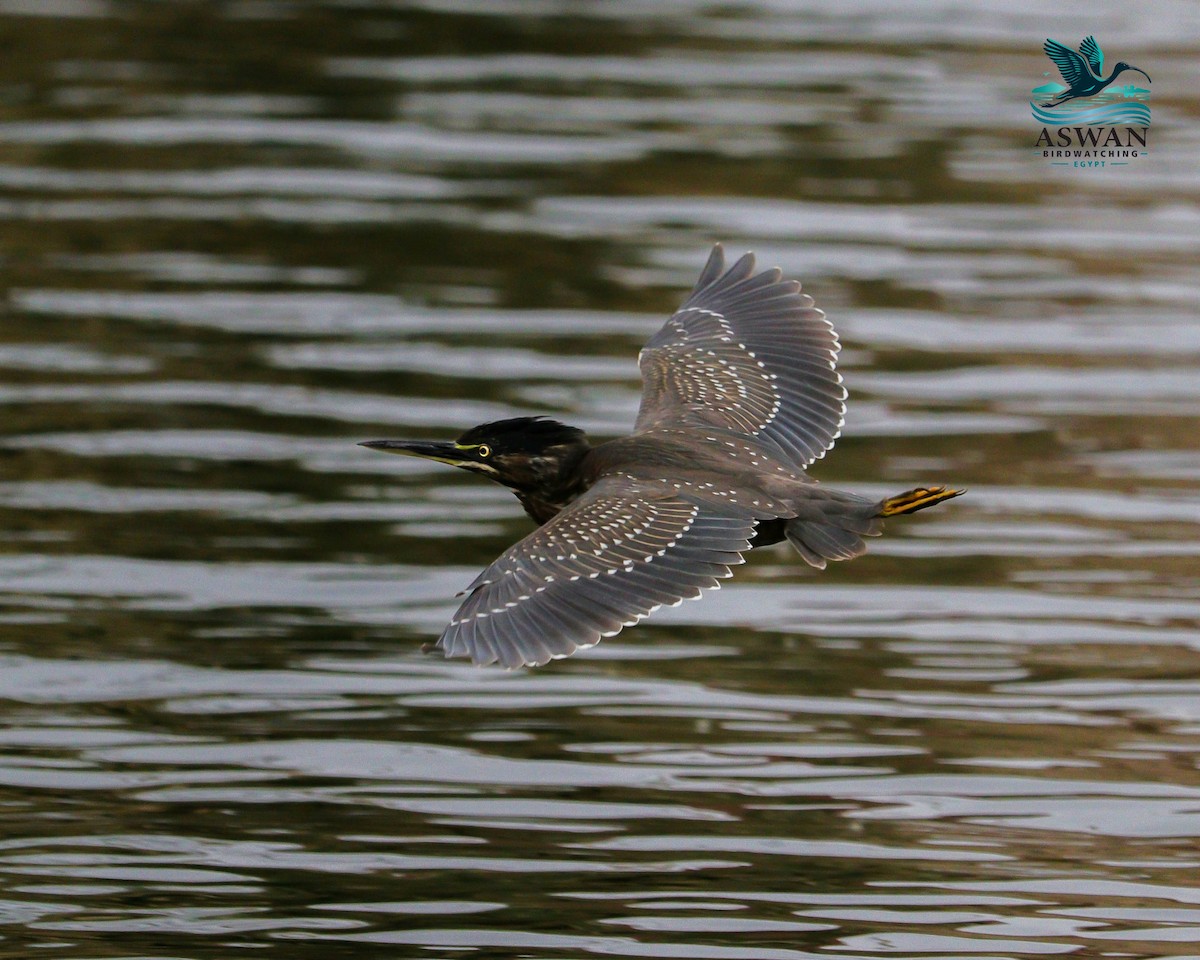 småhegre - ML646776812