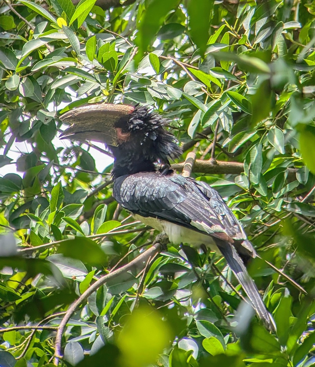 trompethornfugl - ML646776813