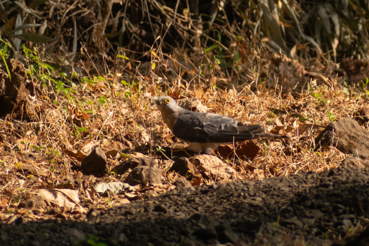 shikragjøk - ML646776814