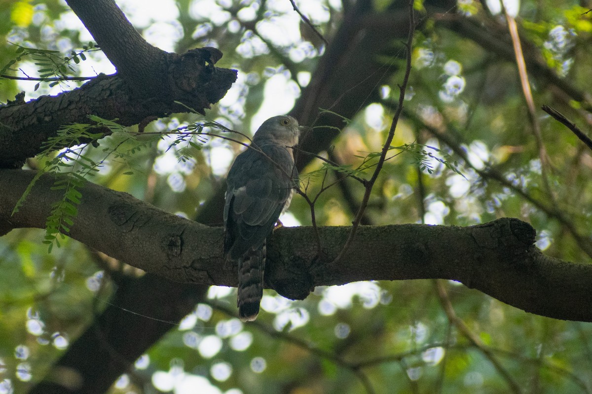 shikragjøk - ML646776815