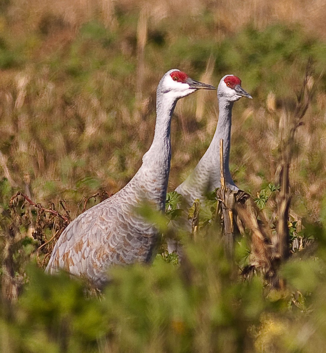 kanadatrane - ML646776818