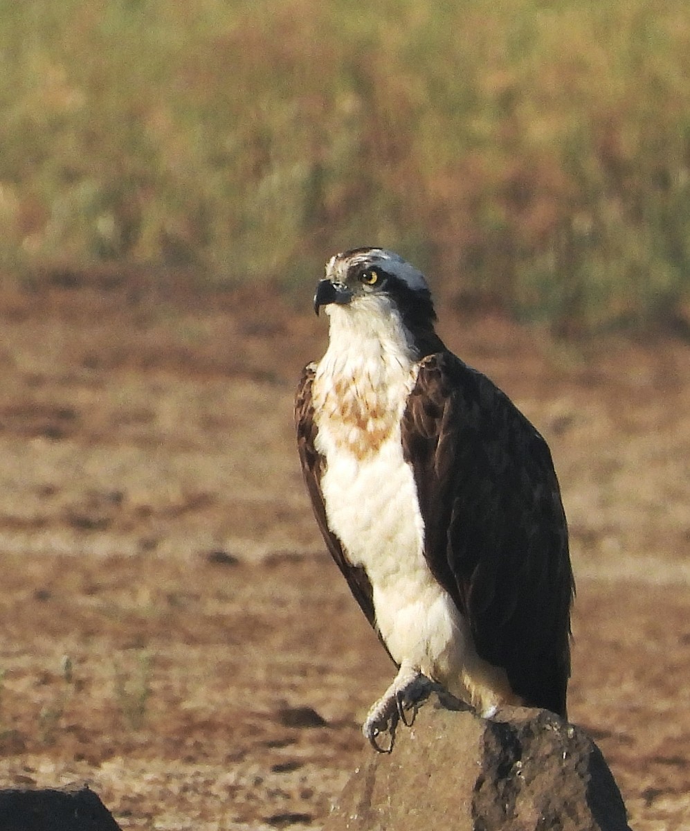 fiskeørn - ML646776819