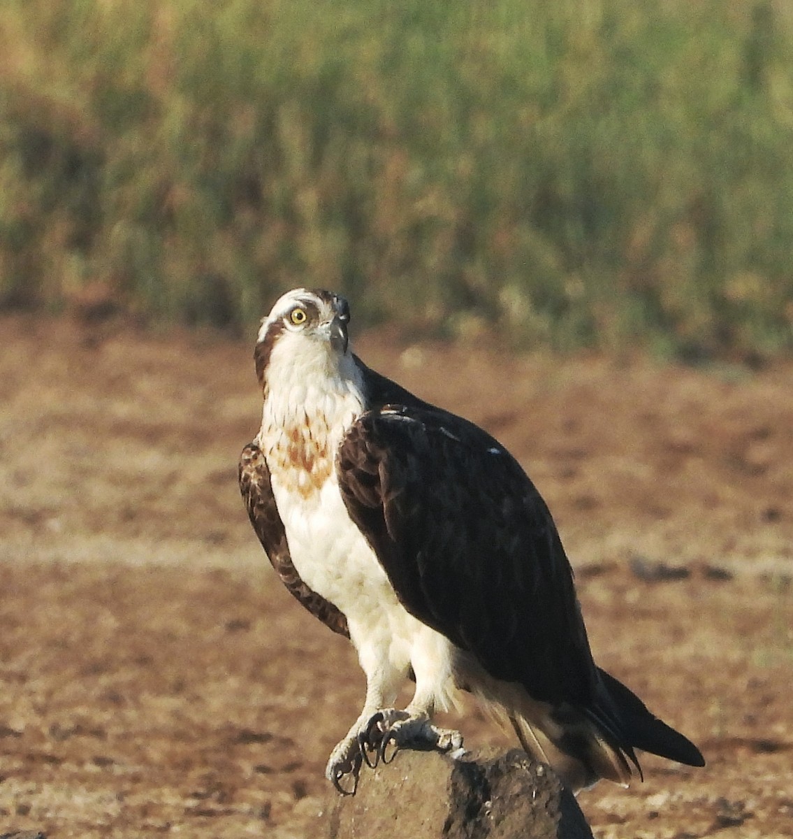 fiskeørn - ML646776820